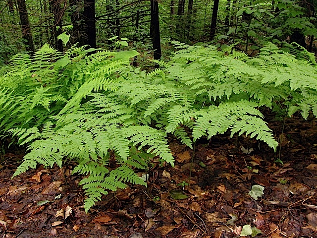 natural-grouping-of-bracken-fern-at-ferncliff.jpg
