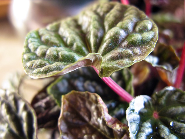 Peperomia Ripple