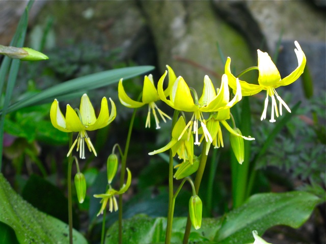 Fawn Lily