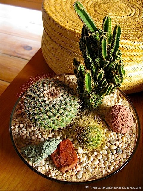 cactus indoor