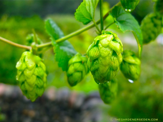 Hops Bud