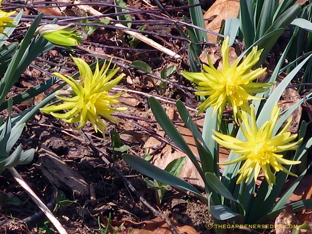 The SpikeHair of Narcissus ‘Rip Van Winkle’, a Spontaneous 