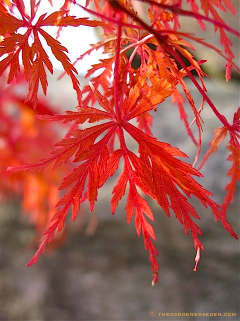 japanese maple leaf burn. Acer palmatum x dissectum