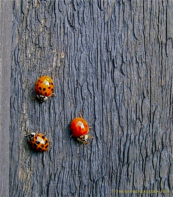 ladybug varieties