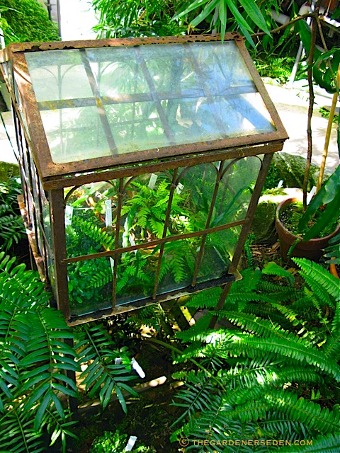 Wardian Case Terrarium