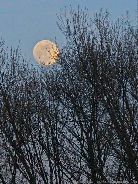 budding moon