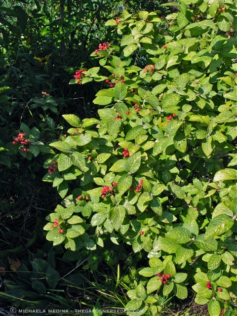 European+variegated+dogwood+shrubs