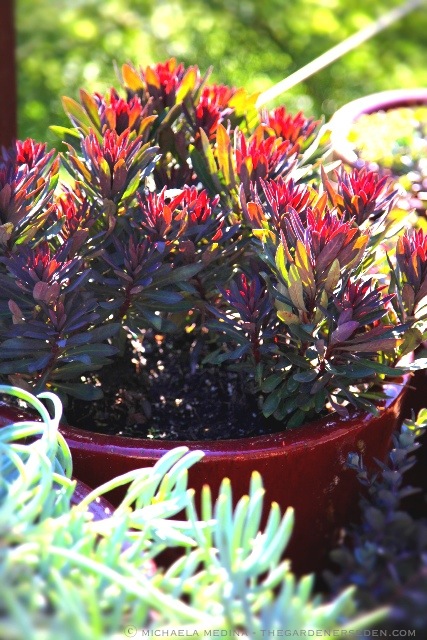 Blackbird Euphorbia