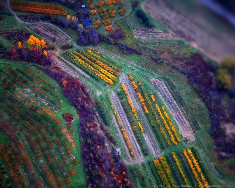 Orchard Aerial
