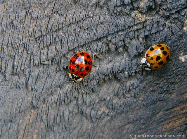 Ladybird, Ladybird, Fly Away Home… – The Gardener's Eden
