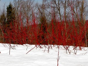 red twig dogwood ll, march 19, 2009