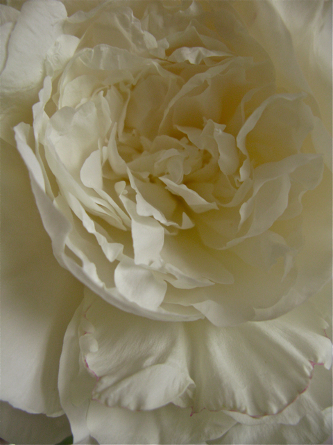 Time Standing Still The Immortal Beauty Of Duchesse De Nemours And The Pleasure Of Peonies In June The Gardener S Eden