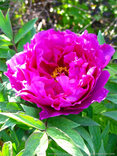 » Black Dragon Holds a Splendid Flower – Tree Peony The Gardener's Eden