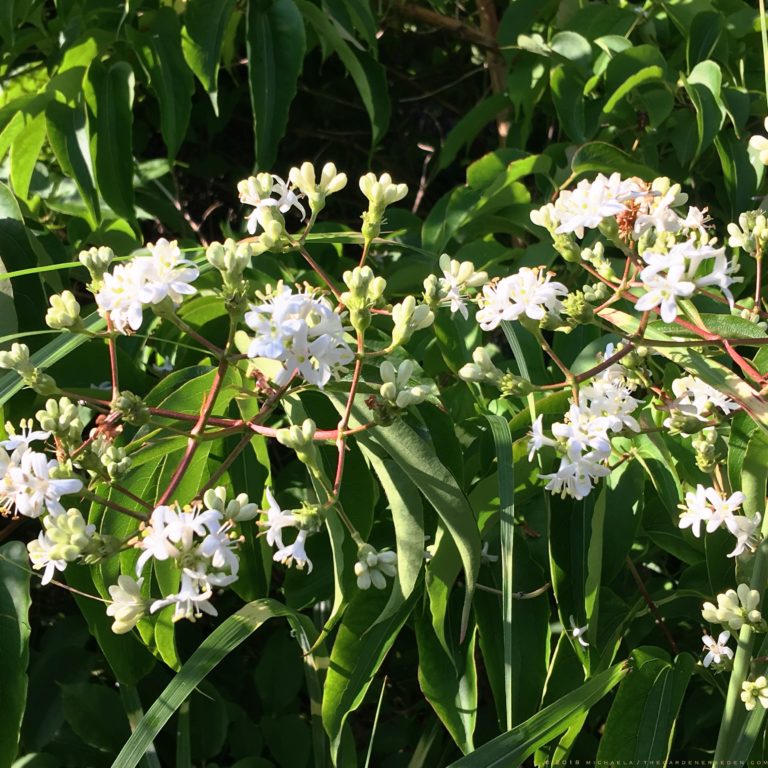 » Sweet-Scented Seven-Son Flower: Heptacodium miconioides Blossoms ...