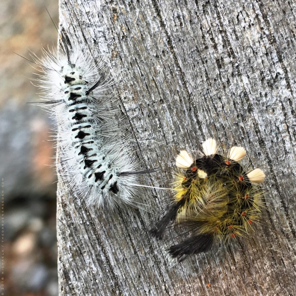 white marked tussock moth caterpillar